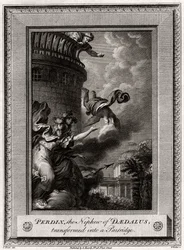 Perdix, Daidalos