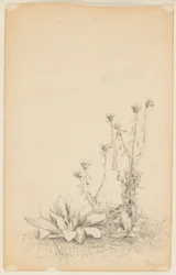 Undersøgelse af vilde planter