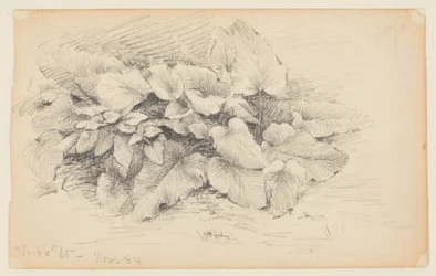 Studie af en plante, West 86th Street