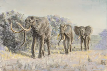 Afrikanske elefanter (pastel)