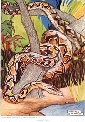 Giant Python, illustration fra 