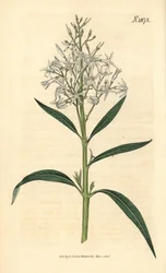 Blå Amsonia - Amsonia tabernaemontana var. salicifolia (Pilebladet amsonia, Amsonia salicifolia). Håndkoloreret botanisk kobberstik af Weddell fra John Sims