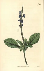 Blå verbena - Jamaica bastard-vervain, Stachytarpheta jamaicensis. Håndkoloreret kobberstik af Weddell fra John Sims