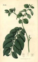 Breynia fruticosa (Skinnende bladet phyllanthus, Phyllanthus turbinatus). Håndkoloreret botanisk kobberstik af Weddell fra John Sims