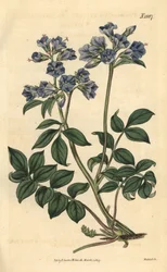 Krybende polemoine - Krybende græsk-valerian, Polemonium reptans. Håndkoloreret botanisk kobberstik af Weddell fra John Sims