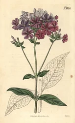Krydsbladet floks eller lychnidea, Phlox acuminata. Håndkoloreret botanisk kobberstik af Weddell fra John Sims