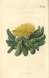 Ficoide - Deprimeret tunge-figen-morgenfrue, Mesembryanthemum depressum. Håndkoloreret botanisk kobberstik af Weddell fra John Sims