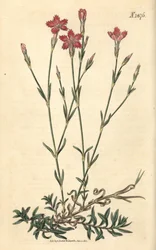 Marknellike - Markrosa, Dianthus campestris. Håndkoloreret botanisk kobberstik af Weddell fra John Sims
