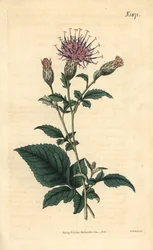 Fembladet sarrette - Klasea quinquefolia (fembladet sawwort, Serratula quinquefolia). Håndkoloreret botanisk kobberstik af Weddell fra John Sims