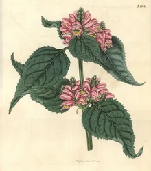 Galane de Lyon - Lyons chelone, Chelone lyonii (Chelone major). Håndkoloreret botanisk kobberstik af Weddell fra John Sims