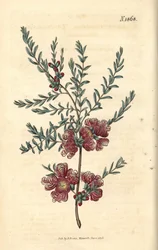 Melaleuch med timianblad - timianbladet melaleuca, Melaleuca thymifolia. Håndkoloreret botanisk kobberstik af Weddell fra John Sims