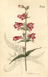 Penstemon campanulatus, blomst