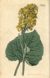 Sibirisk Ligular - Ligularia sibirica (Sibirisk cineraria, Cineraria sibirica). Håndkoloreret botanisk kobberstik af Weddell fra John Sims