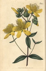 Perikon - Olympisk perikon, Hypericum olympicum (Bredbladet olympisk perikon, Hypericum olympicum latifolium). Håndkoloreret botanisk kobberstik af Weddell fra John Sims