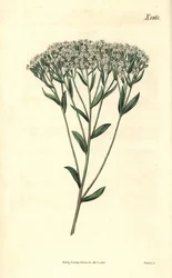 Stevia - Hyssop-leaved stevia, Stevia eupatoria (Stevia hyssopifolia). Håndkoloreret botanisk kobberstik af Weddell fra John Sims
