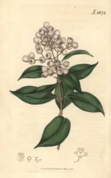 Syzygium smithii (rundfrugtet eugenia, Eugenia elliptica). Håndkoloreret botanisk kobberstik af Weddell fra John Sims