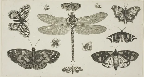 En guldsmed, mariehøns og sommerfugle, fra Diversae Insectorum...Figurae