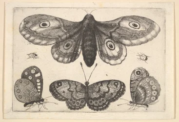 En møl, tre sommerfugle og to biller, 1646.