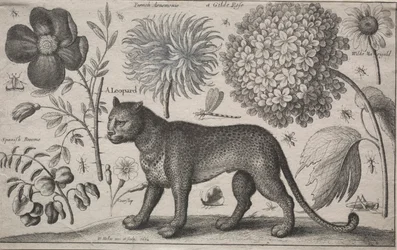 Dyr og planter: Leopard med planter og insekter, 1662.