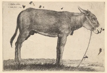 Æsel, 1649.