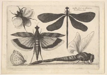 Guldsmede og en humlebi, 1646.
