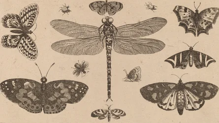 Dragonfly, Mariehøns og Sommerfugle.