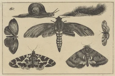Tre møl, sommerfugle, bille, snegl og larve Forskellige insekter (serietitel) Diversae Insectorum (serietitel)