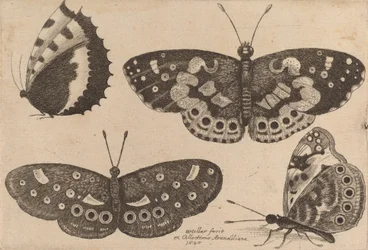 Fire sommerfugle, 1646.