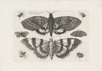 Møl og små insekter Insekter (serietitel) Muscarum Scarabeorum (serietitel)