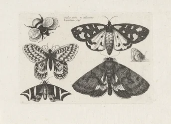 Møl, sommerfugle og en humlebi Insekter (serietitel) Muscarum Scarabeorum (serietitel)
