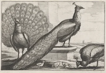 Påfugle. Diversae avium species (serietitel)