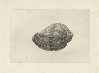 Shell, harpa major Skaller (serietitel)