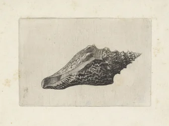 Skal, hemifusus ternatanus Skaller (serietitel)
