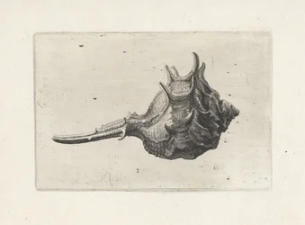 Skal, murex brevispina Skaller (serietitel)