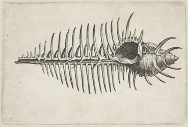 Skal, murex pecten Skaller (serietitel)