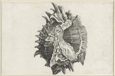 Skal, phyllonotus erythrostomus Skaller (serietitel)