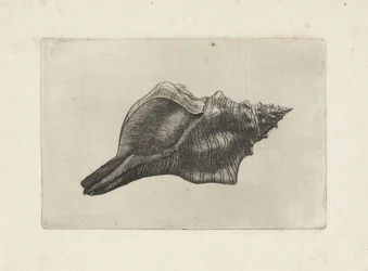 Skal, pleuroploca trapezium Skaller (serietitel)