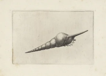 Schelp, fløjtespindel melanocheilus Schelpen (serietitel)