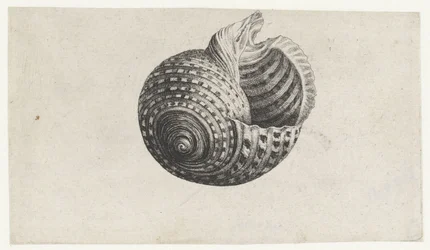 Shell, ton dolium Skaller (serietitel)