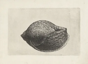 Shell, tonna perdix Skaller (serietitel)