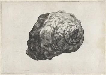 Skal, turbo sarmaticus Skaller (serietitel)