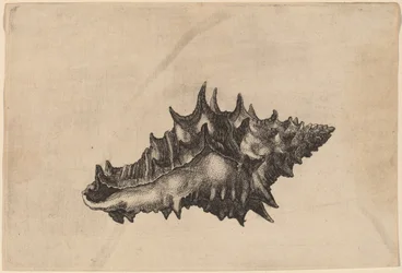 Skal (Vasum ceramicum)