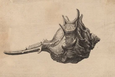 Shell Murex brandaris, ca. 1645.