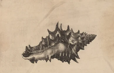 Shell Vasum ceramicum, ca. 1645.