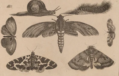 Seks insekter, en larve og en snegl.