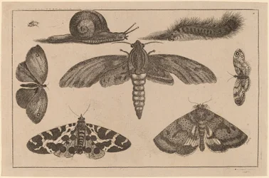 Seks insekter, en larve og en snegl