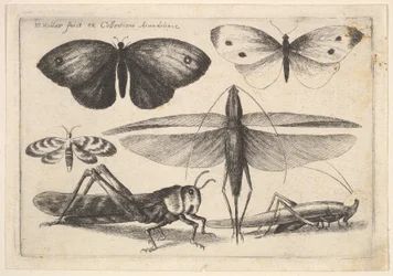 Seks insekter, 1646.