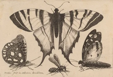 Tre sommerfugle og en hveps, 1646.