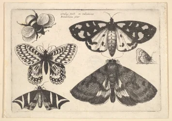 Tre møl, to sommerfugle og en humlebi, 1646.