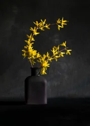 Gul forsythia-vase